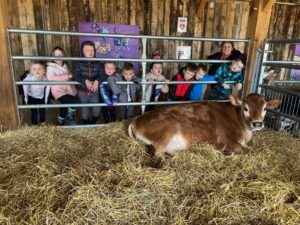 Critter Barn calf with kids