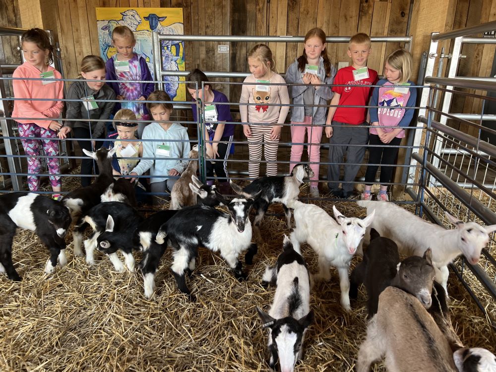 Critter Barn goats